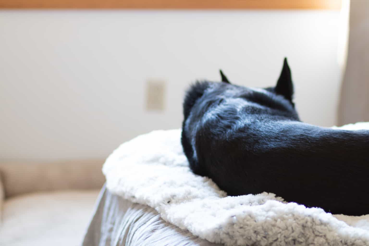 Crochet Dog Blanket