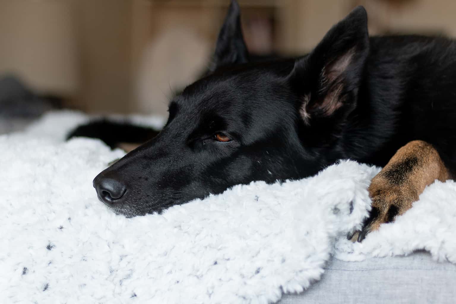 Dog Blanket using Faux Fur Yarn