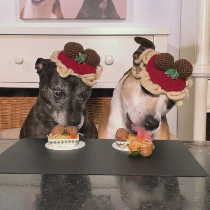 Image for Spaghetti + Meatballs Crochet Dog Hat 