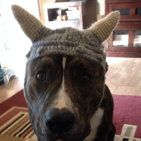 Image for Dog Viking Hat pattern by Mikayla Hoople