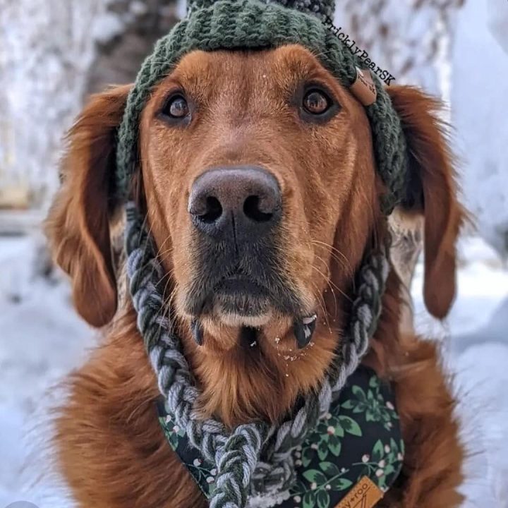 Image for Crochet Dog Hat Pattern