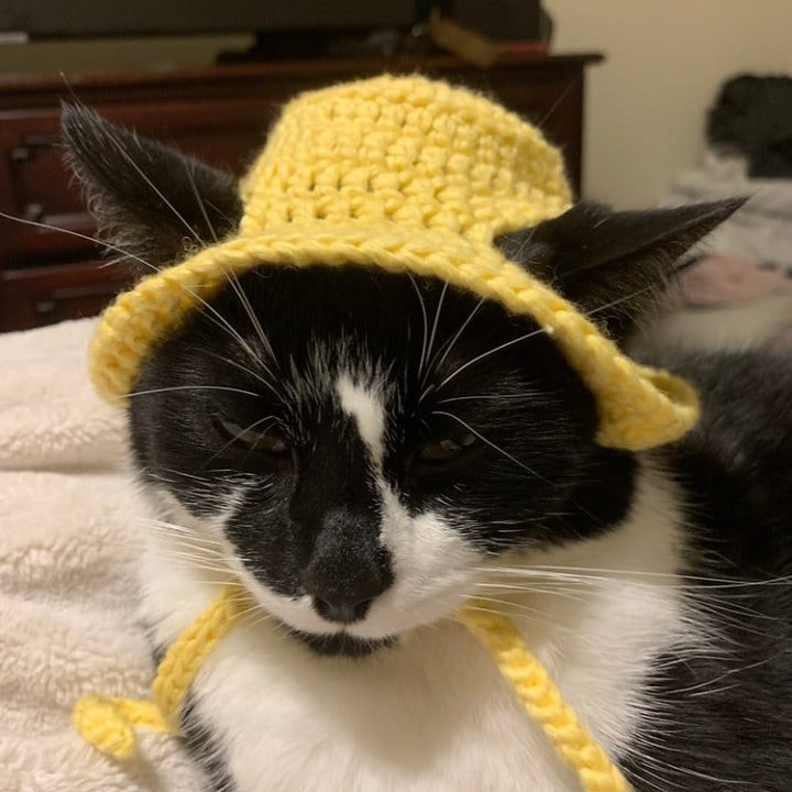 Image for Free Crochet Pattern: Bucket Hat for Cats 